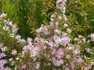 aster eicoides Esther