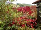 parthenocissus quinquefolia