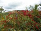 parthenocissus quinquefolia