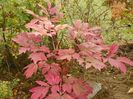 paeonia suffruticosa