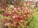 euonymus alatus Compactus
