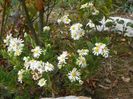 aster ageratoides Starshine