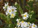 aster ageratoides Starshine