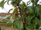 malus floribunda