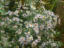 aster din padure