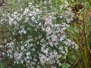 aster din padure