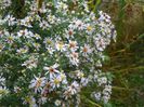 aster din padure