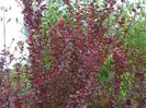 berberis Orange Rocket