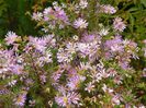 aster ericoides Esther