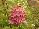 hydrangea pan. Fraise Melba