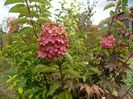 hydrangea pan. Fraise Melba