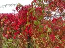 parthenocissus quinquefolia