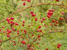 rosa canina