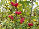 malus Red Sentinel