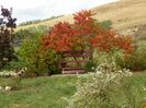 aster ericoides Schneetanne, rhus typhina laciniata