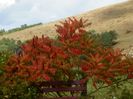 rhus typhina laciniata