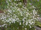 aster pringlei Monte Cassino