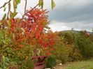 rhus typhina laciniata
