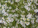 aster pringlei Monte Cassino