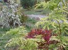 sambucus Golden Tower si aster Schneetanne