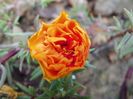 portulaca grandiflora