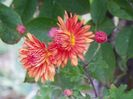 chrysanthemum Kleiner Bernstein