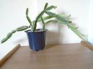 Cissus quadrangularis