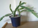 Cissus quadrangularis
