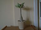 Adenium arabicum "Tiny Ding-dong"