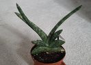 Sansevieria boncelensis