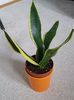 Sansevieria Black gold