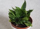 Sansevieria dwarf (pitica)