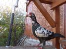 SAM_6642