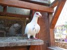 SAM_6671