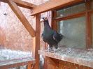 SAM_6683