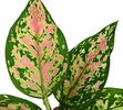 Aglaonema ”Wishes”