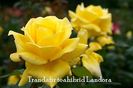 trandafir-teahibrid-landora_11740