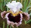 Acizt.-When_Doves_Cry_1.a266aa93a47d1e056409b9a69e3dd995[1]