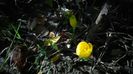 Sternbergia-lutea (crocus)