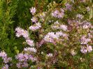 aster ericoides Esther