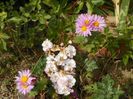 chrysanthemum Clara Curtis si Perennial Blush