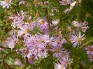 aster ericoides Esther