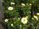 chrysanthemum Poesie