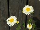 chrysanthemum Poesie