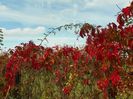 parthenocissus quinquefolia