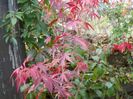 acer palmatum Atropurpureum