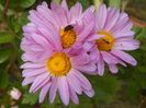 chrysanthemum Clara Curtis