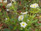 erigeron annuus