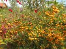 pyracantha Soleil d'Or