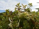 lonicera Mint Crisp
